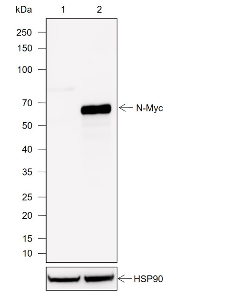 Anti-Recombinant N-Myc, clone A754