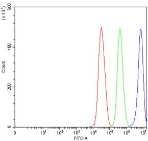 Anti-DHX29 / DEAH box protein 29