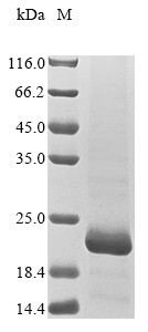Probable insulin-like peptide 7 (Ilp7), Drosophila melanogaster, recombinant