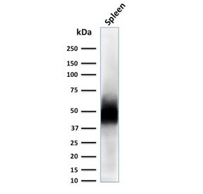 Anti-CD63 / LAMP-3, clone LAMP3/2788