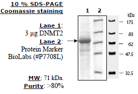 DNMT2, active human recombinant protein