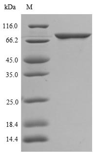 ATP-binding cassette sub-family G member 1 (ABCG1), partial, human, recombinant
