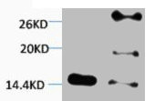 Anti-Di-Methyl-Histone H2B (Lys5)