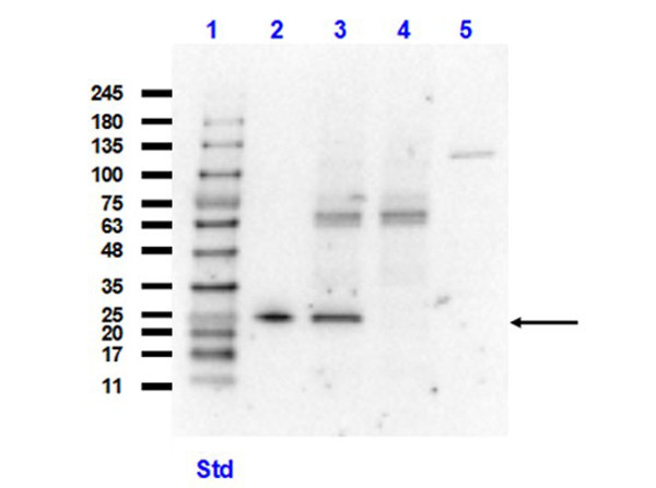 Anti-GST, recombinant VHH single domain antibody, clone GST13