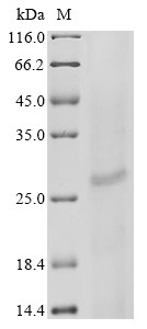 Sperm-egg fusion protein Juno (IZUMO1R), human, recombinant
