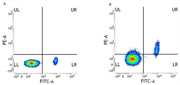 Anti-CD49b / Integrin alpha 2 (RPE), clone AK7