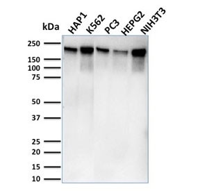 Anti-POLR2A / RNA polymerase II subunit B1, clone CTD4H8