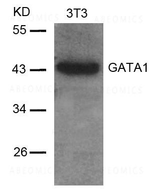 Anti-GATA1 (Ab-142)