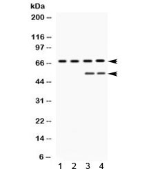 Anti-YAP1