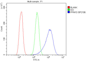 Anti-PPM1D / Protein phosphatase 1D