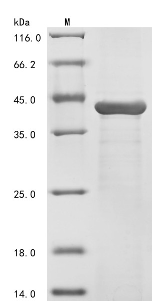 OmpK36 (OmpK36), Klebsiella pneumoniae, recombinant