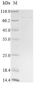 Repulsive guidance molecule A (RGMA), human, recombinant