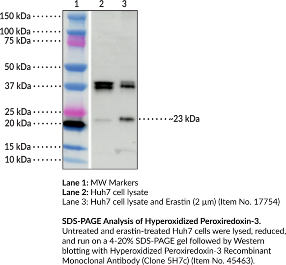 Anti-Hyperoxidized Peroxiredoxin-3 Recombinant Antibody (Clone 5H7c)