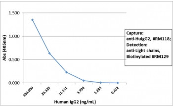 Anti-Human IgG2, clone RM118