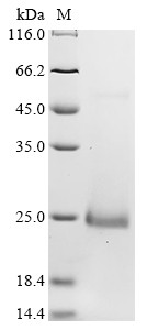 C-X-C motif chemokine 15 (Cxcl15), mouse, recombinant