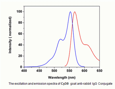 Cy3(R) goat anti-rabbit IgG (H+L) *Cross Adsorbed*