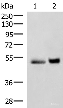 Anti-SIGLEC6