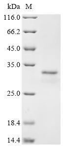 Dystrophin (Dmd), partial, rat, recombinant