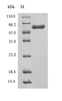 Angiopoietin-1 (Angpt1), rat, recombinant