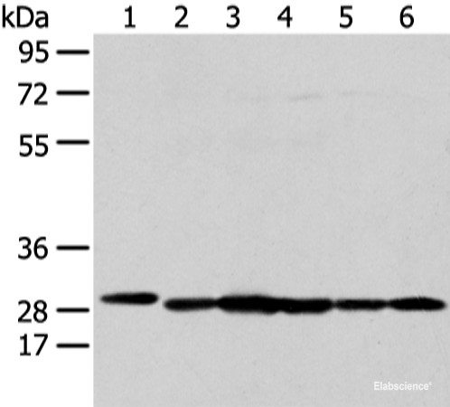 Anti-PRDX4