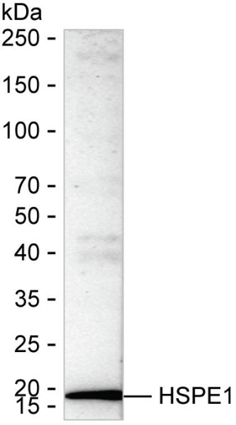 Anti-CPN10
