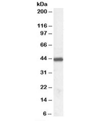 Anti-ILF2