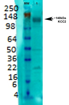 Anti-KCC2, clone S1-12