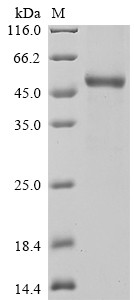 Interleukin-11 (Il11), rat, recombinant