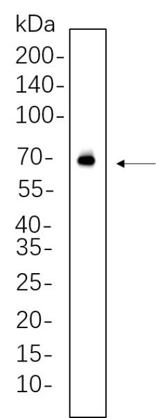 Anti-Recombinant AIFM1, clone 12G13
