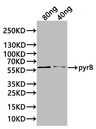 Anti-pyrB