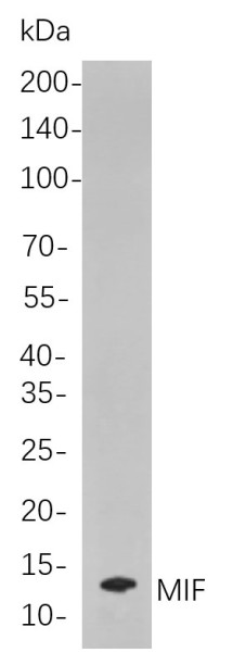 Anti-Recombinant MIF, clone 3F8