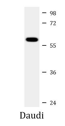 Anti-CHRNA9