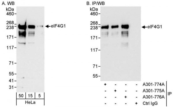 Anti-eIF4G1/eIF4GI