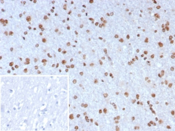 Anti-Neurogenin 3 / NGN3, clone NGN3/7698
