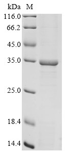 UDP-3-O-acyl-N-acetylglucosamine deacetylase (lpxC), Acinetobacter baumannii, recombinant