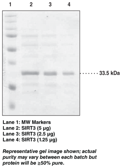 SIRT3 (human, recombinant)