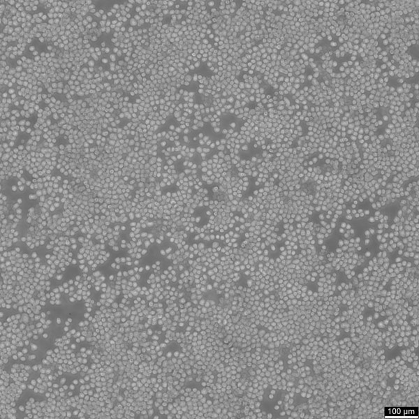 EL4 Cells