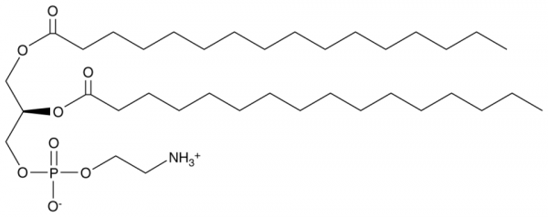 1,2-Dipalmitoyl-sn-glycero-3-PE