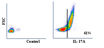 Anti-IL-17A (bovine) monoclonal antibody (clone Bo-IL-17A)