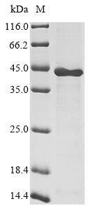 DDB1- and CUL4-associated factor 7 (DCAF7), human, recombinant