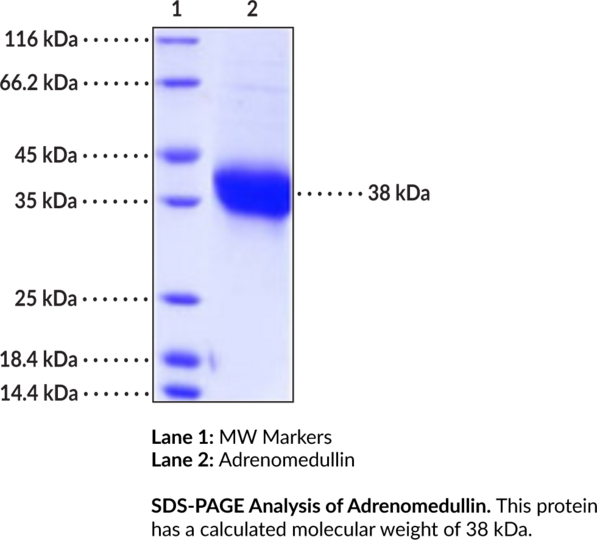 Adrenomedullin (human, recombinant)