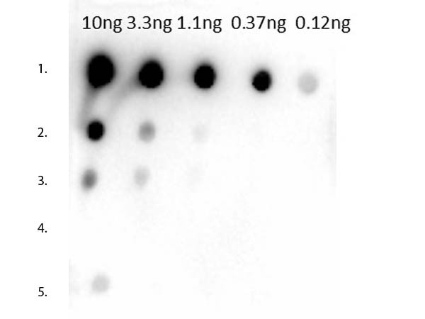 Anti-Mouse IgG1 (Gamma 1 Chain) [Rabbit]