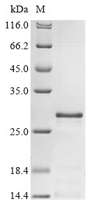 Muscarinic acetylcholine receptor M1 (CHRM1), partial, human, recombinant