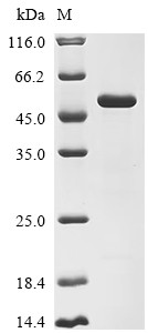 Cysteine protease ATG4B (Atg4b), mouse, recombinant
