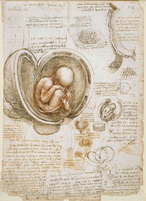 Leonardo-da-Vinci-Foetus