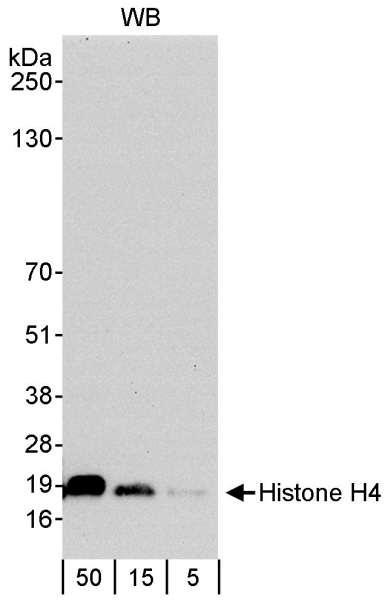 Anti-Histone H4