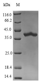Ras-related protein Rab-10 (Rab10), mouse, recombinant