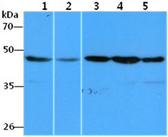 Anti-eEF1A1, clone 23C11