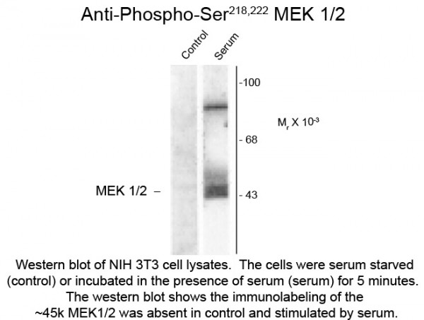 Anti-phospho-MEK1/2 (Ser218/Ser222)
