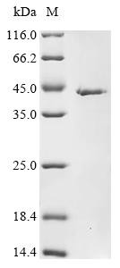 Nacetylglucosamine1phosphotransferase subunit gamma (GNPTG), recombinant human